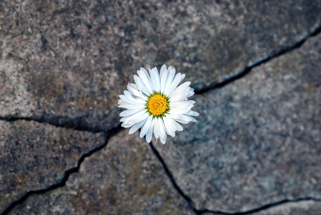 White daisy flower in the crack of an old stone slab