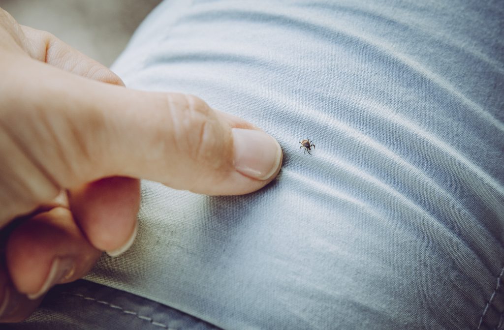 deer tick crawling on a sleeve